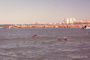 delfiny na florydzie